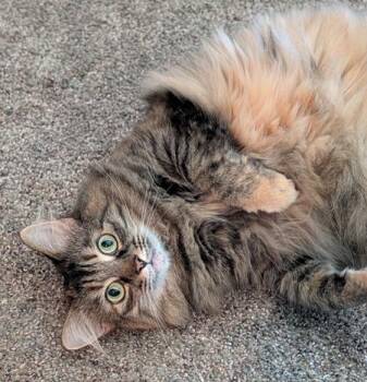 Siberian and Domestic Medium Hair Cats Available for Adoption - (CP) Daxi | PetCurious