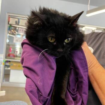 Domestic Long Hair Cats Available for Adoption - Clara | PetCurious