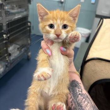 Ginger (Sticky Note) -  American Shorthair Cat for Adoption in Greensboro, North Carolina - Ginger (Sticky Note) | PetCurious