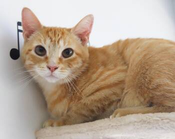Tabby Cats Available for Adoption in Bedford Hills, New York - Phineas And Ferb - Bonded Bro Kittens!  WOW So Handsome! | PetCurious
