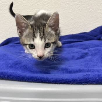 Rescue Domestic Short Hair Cats for Adoption in Long Beach, California - Doug | PetCurious