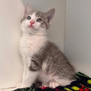 Portobello -  Domestic Short Hair Cat for Adoption in Jasper, Indiana - Portobello | PetCurious