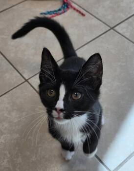 Fundip -  Domestic Short Hair Cat for Adoption in INDN HBR BCH, Florida - Fundip | PetCurious