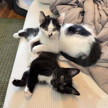 Rescue Domestic Short Hair Cats for Adoption - Mozzarella + Pecorino | PetCurious