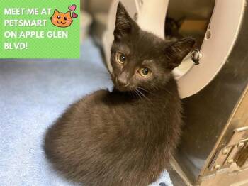 Rescue Domestic Short Hair Cats for Adoption in Fort Wayne, Indiana - CASSIAN | PetCurious