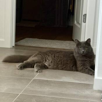 Kuromi -  Domestic Medium Hair Cat for Adoption in Tempe, Arizona - Kuromi | PetCurious