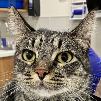 111446 -  Domestic Short Hair Cat for Adoption in Las Cruces, New Mexico - 111446 | PetCurious