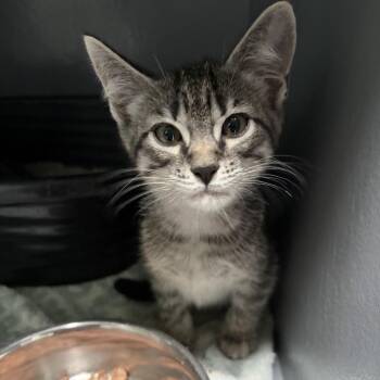 Domestic Short Hair Cats Available for Adoption in Kyle, Texas - AREPA | PetCurious