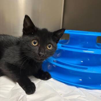 Lila -  Domestic Short Hair Cat for Adoption in Milton, Florida - Lila | PetCurious