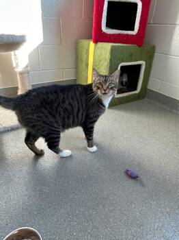Jack Tripper -  Domestic Short Hair Cat for Adoption in Chattanooga, Tennessee - Jack Tripper | PetCurious