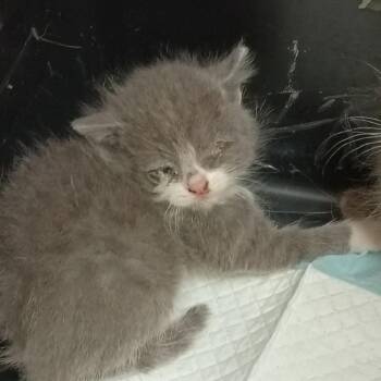 Domestic Short Hair Cats Available for Adoption in Lynchburg, Virginia - Salt | PetCurious