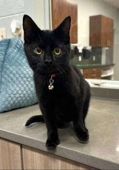 Rescue Domestic Short Hair Cats for Adoption in Lufkin, Texas - Jolly | PetCurious