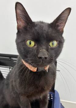 Mr. SparkySparky BoomBoom Man -  Domestic Short Hair Cat for Adoption in Hartsville, South Carolina - Mr. SparkySparky BoomBoom Man | PetCurious