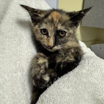 Carburetor -  Domestic Short Hair Cat for Adoption in Richmond, Virginia - Carburetor | PetCurious