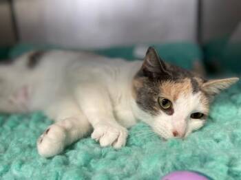 Rescue Domestic Short Hair Cats for Adoption in Lynn Haven, Florida - ALICE | PetCurious