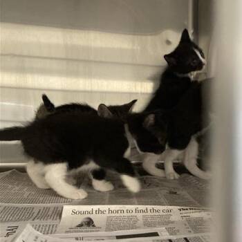 Lapis -  Domestic Short Hair Cat for Adoption in Hawthorne, California - Lapis | PetCurious