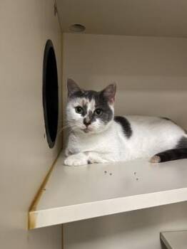Domestic Short Hair Cats Available for Adoption - Poppy | PetCurious