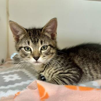 Ron -  Domestic Short Hair Cat for Adoption in Reisterstown, Maryland - Ron | PetCurious