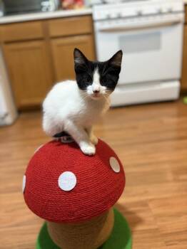 Soft Taco -  Domestic Short Hair Cat for Adoption in Wheaton, Illinois - Soft Taco | PetCurious