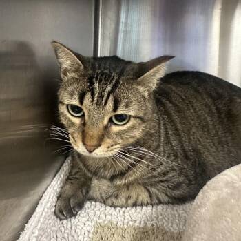 Domestic Short Hair Cats Available for Adoption in League City, Texas - Mr. Luvy | PetCurious