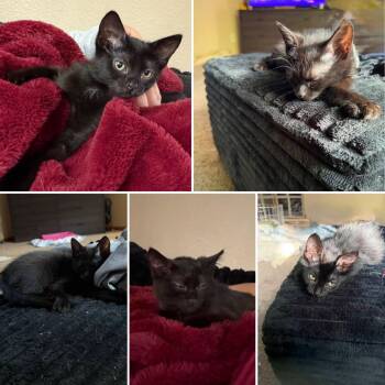 Emma -  Domestic Short Hair Cat for Adoption in Blaine, Minnesota - Emma | PetCurious