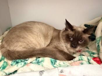 Rescue Siamese Cats for Adoption in Cape Coral, Florida - Kiet (Chai) | PetCurious