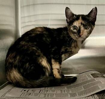 STELLA -  Domestic Short Hair Cat for Adoption in Houston, Texas - STELLA | PetCurious