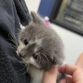 Amanda -  Domestic Short Hair Cat for Adoption in Galveston, Texas - Amanda | PetCurious