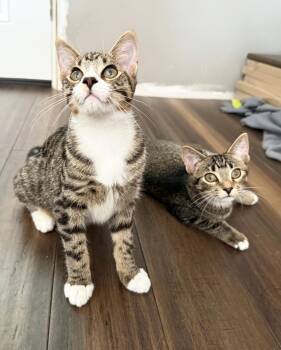 Rescue Tabby Cats for Adoption in Neenah, Wisconsin - Ruby - Adorable Little Girl! | PetCurious