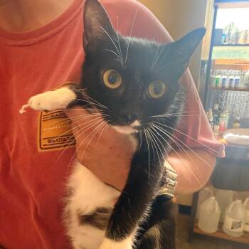 Domino -  Domestic Short Hair Cat for Adoption in Corinth, Mississippi - Domino | PetCurious