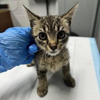 Morocco -  Domestic Short Hair Cat for Adoption in Summerville, South Carolina - Morocco | PetCurious