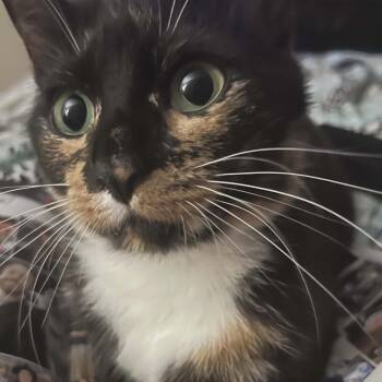 American Shorthair Cats Available for Adoption - Lilly | PetCurious