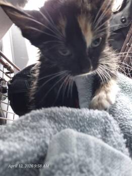 Domestic Medium Hair Cats Available for Adoption in San Antonio, Texas - DARIA | PetCurious