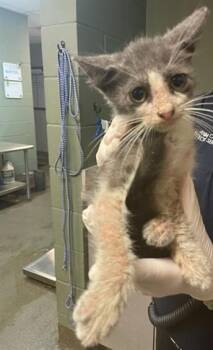 RAFA -  Domestic Medium Hair Cat for Adoption in Jacksonville, Florida - RAFA | PetCurious