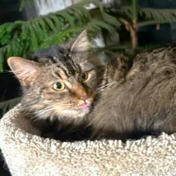 GORGEOUS GENTLE GENEVA -  Maine Coon Cat Available for Adoption in Oakwood, Georgia - GORGEOUS GENTLE GENEVA | PetCurious