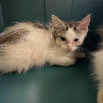 Kat -  Domestic Long Hair Cat for Adoption in Lynchburg, Virginia - Kat | PetCurious