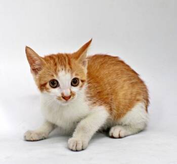 Strudel -  Domestic Short Hair Cat for Adoption in Morton Grove, Illinois - Strudel | PetCurious