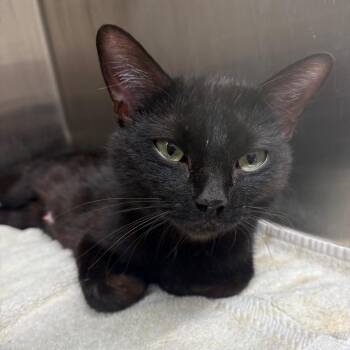 Domestic Short Hair Cats Available for Adoption in Morganton, North Carolina - Scarlet | PetCurious