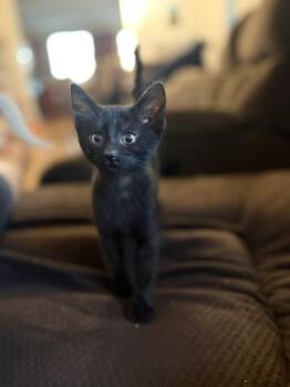 Damien -  Bombay Cat Available for Adoption in Lancaster, California - Damien | PetCurious