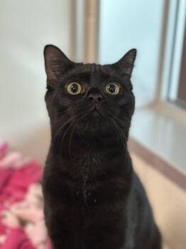 Domestic Short Hair Cats Available for Adoption in Alexandria, Virginia - Peppa | PetCurious