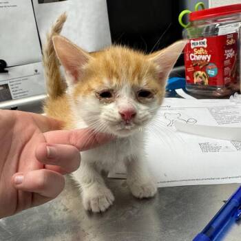 Domestic Short Hair Cats Available for Adoption in Birmingham, Alabama - Morty | PetCurious