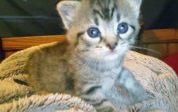 Rescue Domestic Short Hair Cats for Adoption in Fair Oaks, Indiana - Gemma | PetCurious