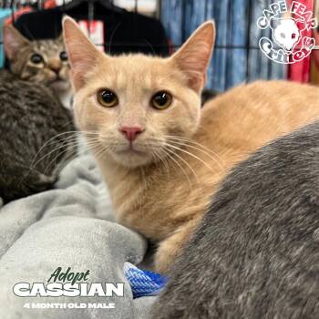 Cassian -  Domestic Short Hair Cat for Adoption in Wilmington, North Carolina - Cassian | PetCurious