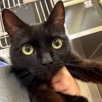 Hal -  Domestic Short Hair Cat for Adoption in Dover, New Hampshire - Hal | PetCurious