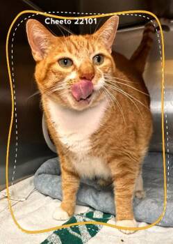 CHEETO (see also CHEEZ-IT) -  Domestic Short Hair Cat for Adoption in Marietta, Georgia - CHEETO (see Also CHEEZ-IT) | PetCurious