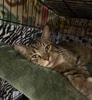 Rescue Domestic Short Hair Cats for Adoption in Blasdell, New York - Hank | PetCurious