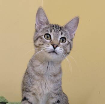 Thyme -  Domestic Short Hair Cat for Adoption in Eugene, Oregon - Thyme | PetCurious