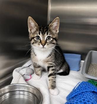 Winston -  Domestic Short Hair Cat for Adoption in Manhattan, Illinois - Winston | PetCurious