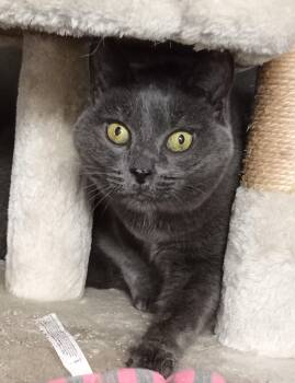 Rescue Domestic Short Hair Cats for Adoption in Chehalis, Washington - Gracee | PetCurious