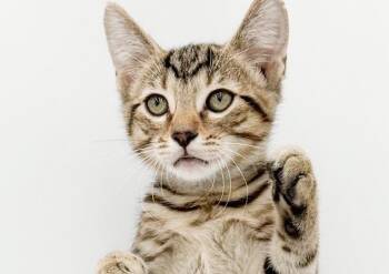 Tramp is THE AWESOMEST - so much fun -  Bengal and Abyssinian Cat for Adoption in Bedford Hills, New York - Tramp Is THE AWESOMEST - So Much Fun | PetCurious